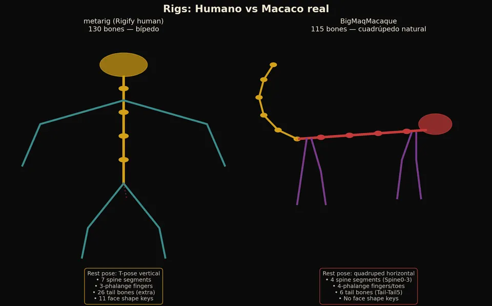 Diagram of two rigs side by side: a human skeleton with 130 bones, standing, and a macaque skeleton with 115 bones, on four legs.